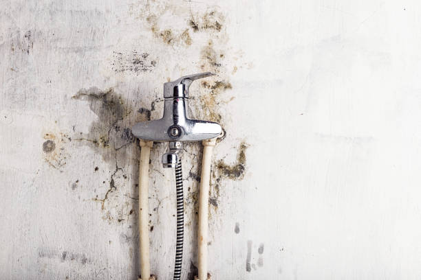 Best Professional Mold Removal  in Taylor Creek, FL