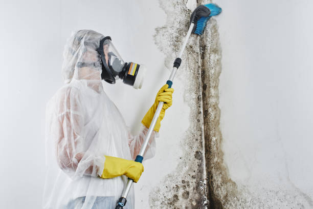 Best Mold Damage Repair  in Taylor Creek, FL