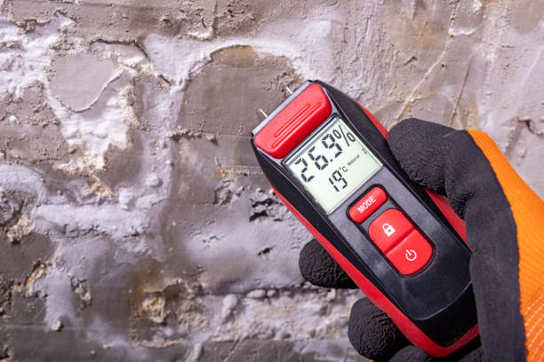 Best Black Mold Removal  in Taylor Creek, FL