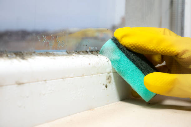 Best Commercial Mold Removal  in Taylor Creek, FL