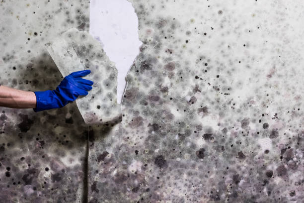 Home Mold Removal in Taylor Creek, FL